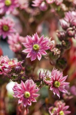Spinnweb Hauswurz Sempervivum arachnoideum 5-10 Topf P9 Sempervivum arachnoideum