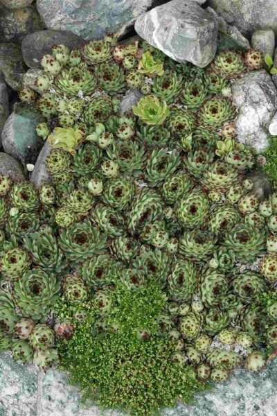 Dachwurz Sempervivum tectorum 5-10 Topf P9 Sempervivum tectorum