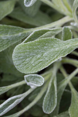 Griechischer bergtee Sideritis syriaca 5-10 Topf P9 Sideritis syriaca