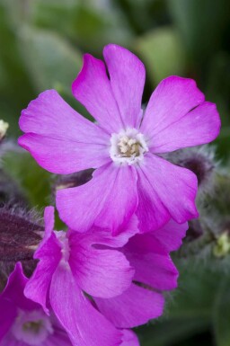Herbst-Leimkraut Silene schafta 5-10 Topf P9 Silene schafta