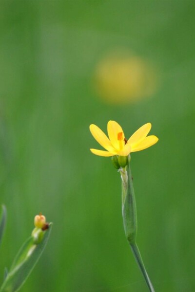 Gelbes binsenliliengras Sisyrinchium californicum 5-10 Topf P9 Sisyrinchium californicum