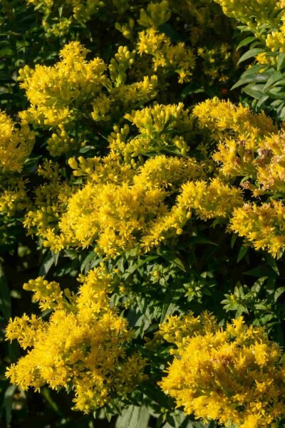 Goldrute Solidago 'Golden Mosa' 5-10 Topf P9 Solidago 'Golden Mosa'