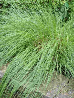Tautropfengras Sporobolus heterolepis 5-10 Topf P9 Sporobolus heterolepis