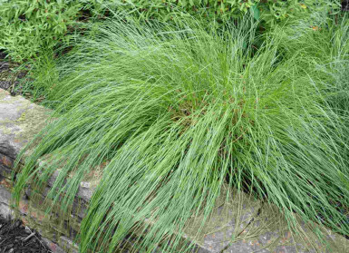 Tautropfengras Sporobolus heterolepis 5-10 Topf P9 Sporobolus heterolepis