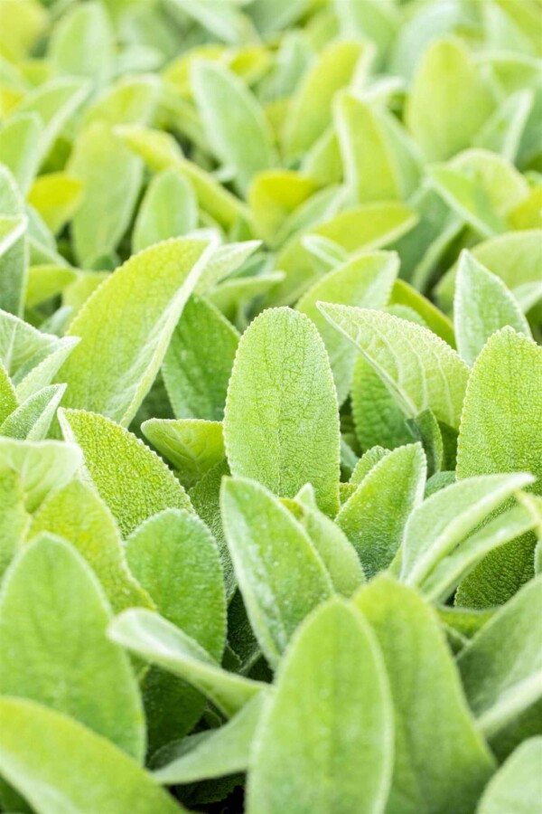 Eselsohr Stachys byzantina 'Big Ears' 5-10 Topf P9 Stachys byzantina 'Big Ears'