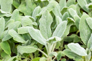Wollziest Stachys byzantina 'Silver Carpet' 5-10 Topf P9 Stachys byzantina 'Silver Carpet'