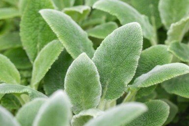 Wollziest Stachys byzantina 'Silver Carpet' 5-10 Topf P9 Stachys byzantina 'Silver Carpet'