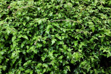 Kleine kranzspiere Stephanandra incisa 'Crispa' 5-10 Topf P9 Stephanandra incisa 'Crispa'