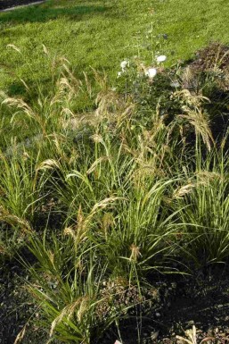 Federgras Stipa capillata 5-10 Topf P9 Stipa capillata