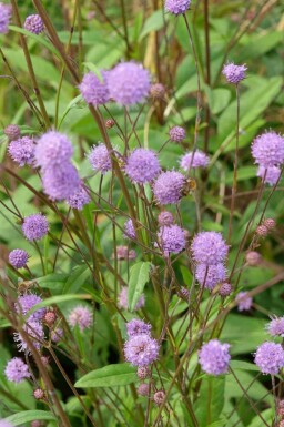 Teufelsabbiss Succisa pratensis 5-10 Topf P9 Succisa pratensis