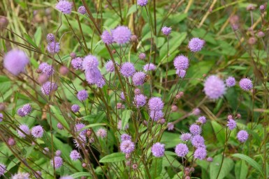 Teufelsabbiss Succisa pratensis 5-10 Topf P9 Succisa pratensis