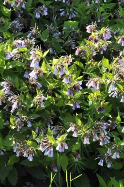 Kaukasischer beinwell Symphytum azureum 5-10 Topf P9 Symphytum azureum