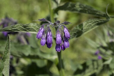 Beinwell Symphytum officinale 5-10 Topf P9 Symphytum officinale