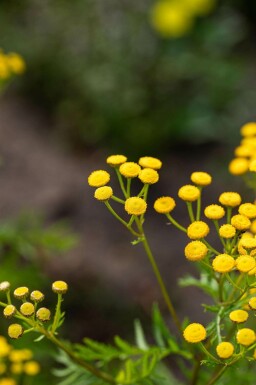 Rainfarn Tanacetum vulgare 5-10 Topf P9 Tanacetum vulgare
