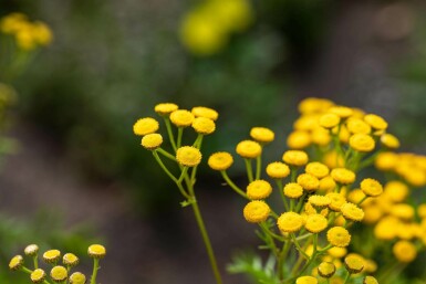 Rainfarn Tanacetum vulgare 5-10 Topf P9 Tanacetum vulgare