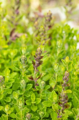 Steinquendel Teucrium chamaedrys 5-10 Topf P9 Teucrium chamaedrys