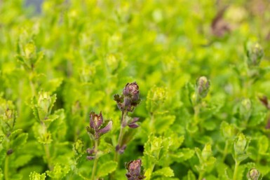 Steinquendel Teucrium chamaedrys 5-10 Topf P9 Teucrium chamaedrys