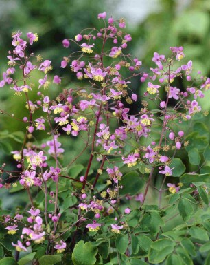 Wiesenraute Thalictrum rochebrunianum 5-10 Topf P9 Thalictrum rochebrunianum