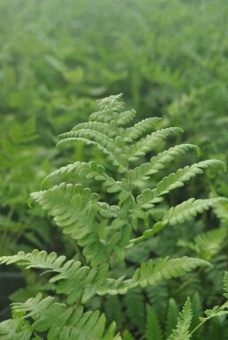 Sumpffarn Thelypteris palustris 5-10 Topf P9 Thelypteris palustris
