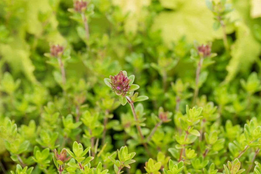 Zitronenthymian Thymus citriodorus 5-10 Topf P9 Thymus citriodorus