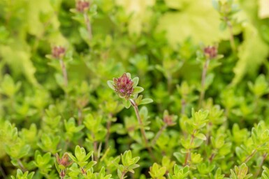 Zitronenthymian Thymus citriodorus 5-10 Topf P9 Thymus citriodorus