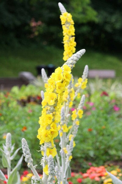 Silber-Königskerze Verbascum bombyciferum 5-10 Topf P9 Verbascum bombyciferum
