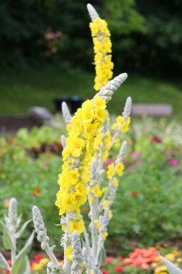 Silber-Königskerze Verbascum bombyciferum 5-10 Topf P9 Verbascum bombyciferum