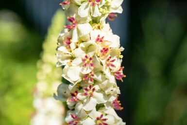 Königskerze Verbascum chaixii 'Album' 5-10 Topf P9 Verbascum chaixii 'Album'