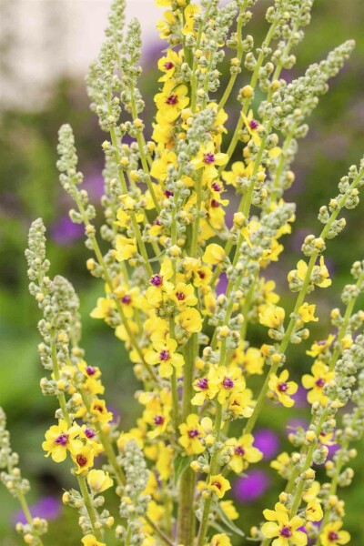 Schwarze königskerze Verbascum nigrum 5-10 Topf P9 Verbascum nigrum