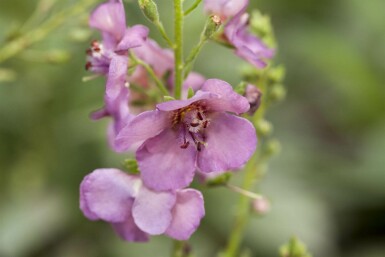 Violette königskerze Verbascum phoeniceum 5-10 Topf P9 Verbascum phoeniceum