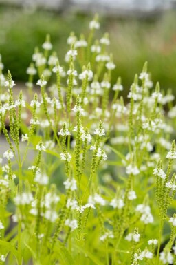Weiße verbene Verbena hastata 'Alba' 5-10 Topf P9 Verbena hastata 'Alba'