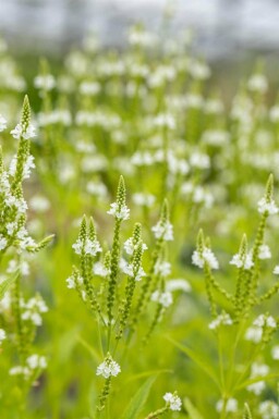 Weiße verbene Verbena hastata 'Alba' 5-10 Topf P9 Verbena hastata 'Alba'