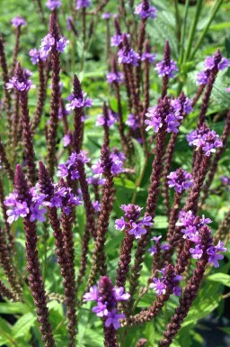 Eisenkraut Verbena hastata 5-10 Topf P9 Verbena hastata