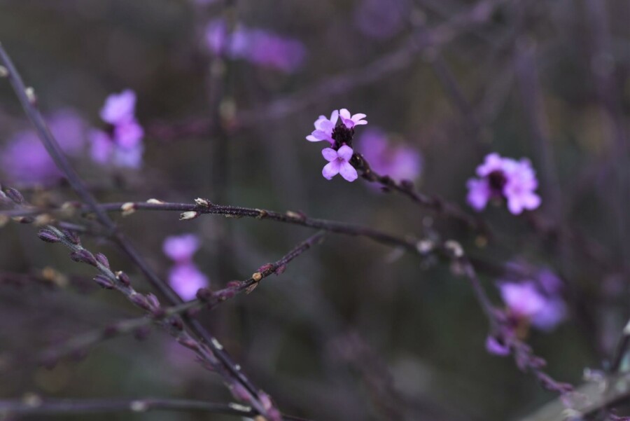 Eisenkraut Verbena officinalis 'Bampton' 5-10 Topf P9 Verbena officinalis 'Bampton'