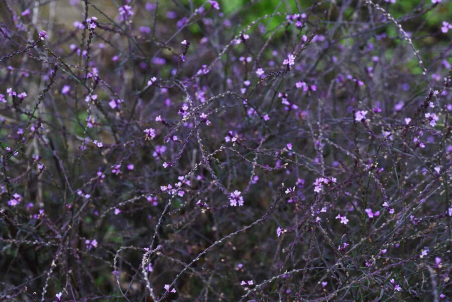 Eisenkraut Verbena officinalis 'Bampton' 5-10 Topf P9 Verbena officinalis 'Bampton'