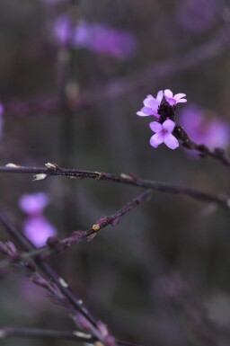Eisenkraut Verbena officinalis 'Bampton' 5-10 Topf P9 Verbena officinalis 'Bampton'