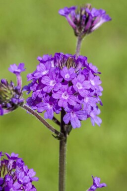 Argentinisches eisenkraut Verbena rigida 5-10 Topf P9 Verbena rigida