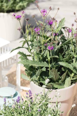 Argentinisches eisenkraut Verbena rigida 5-10 Topf P9 Verbena rigida
