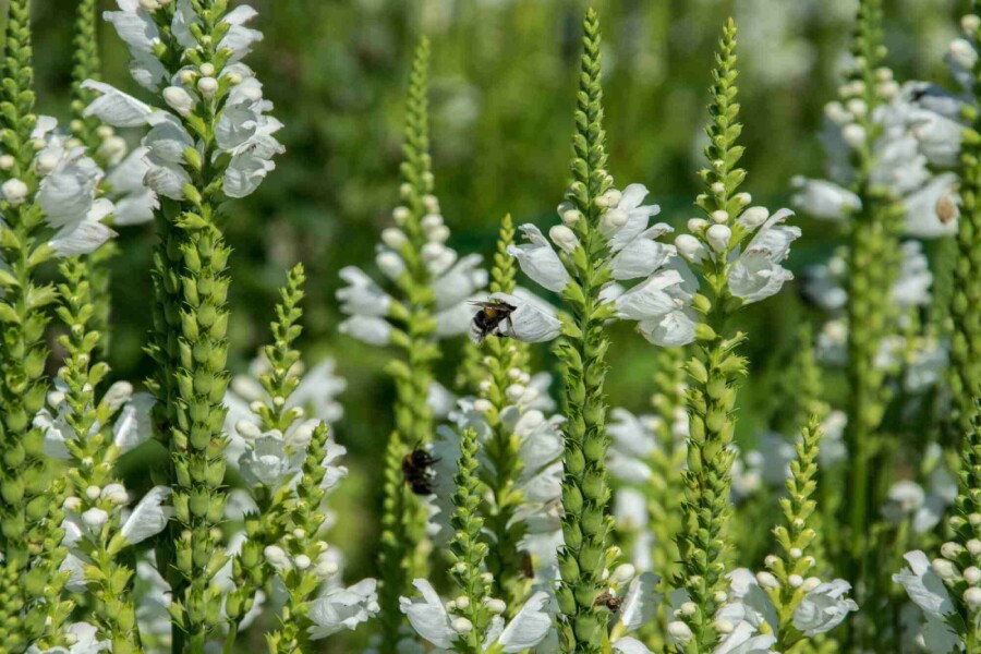 Ähriger ehrenpreis Veronica spicata 'Icicle' 5-10 Topf P9 Veronica spicata 'Icicle'