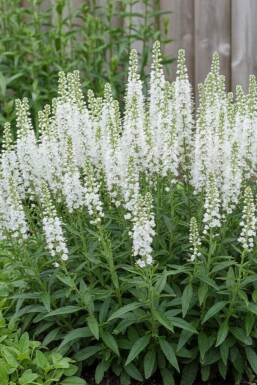Veronica spicata 'Icicle'
