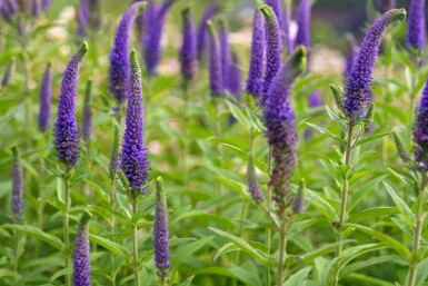 Ähriger ehrenpreis Veronica spicata 5-10 Topf P9 Veronica spicata