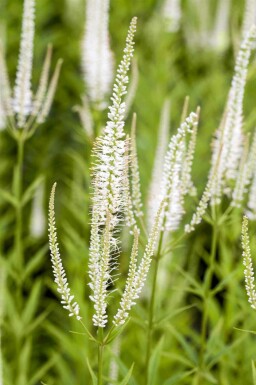 Weißer ehrenpreis Veronicastrum virginicum 'Album' 5-10 Topf P9 Veronicastrum virginicum 'Album'