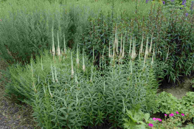 Weißer ehrenpreis Veronicastrum virginicum 'Album' 5-10 Topf P9 Veronicastrum virginicum 'Album'