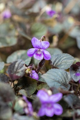 Waldveilchen Viola labradorica 5-10 Topf P9 Viola labradorica