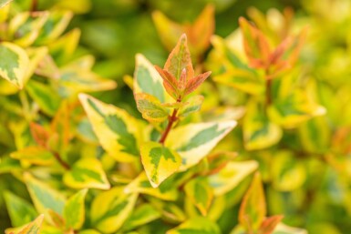 Abelia grandiflora 'Kaleidoscope' Strauch 30-40 cm