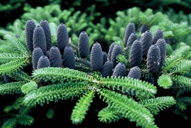 Abies koreana Strauch 25-30 cm