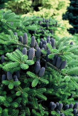 Abies koreana Strauch 25-30 cm