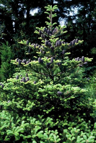 Korea-Tanne Abies koreana Strauch 60-80 C15 Abies koreana Strauch 60-80 cm
