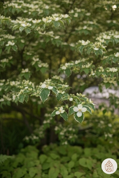 Cornus kousa chinensis Strauch 60-80 cm