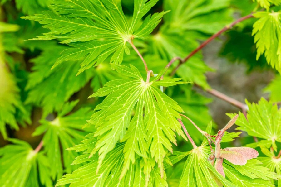 Japanischer ahorn Acer japonicum 'Aconitifolium' Strauch 100-125 C20 Acer japonicum 'Aconitifolium' Strauch 100-125 cm